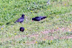 Red-billed Chough [Pyrrhocorax pyrrhocorax erythroramphos]