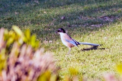 Iberian Magpie [Cyanopica cooki]