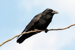 Carrion Crow [Corvus corone corone]