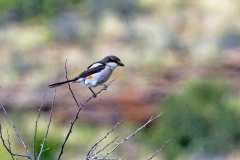 Southern Fiscal [Lanius collaris collaris]