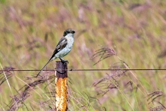 Southern Fiscal [Lanius collaris collaris]