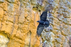 White-necked Raven [Corvus albicollis]