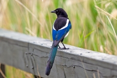 Eurasian Magpie [Pica pica pica]
