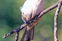 Southern White-crowned Shrike [Eurocephalus anguitimens niveus]
