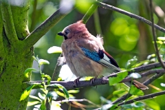 Eurasian Jay [Garrulus glandarius rufitergum]