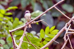 Brown Shrike [Lanius cristatus confusus]