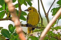 Black-naped Oriole [Oriolus chinensis maculatus]