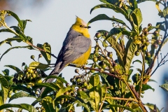 Long-tailed Silky-flycatcher [Ptiliogonys caudatus]