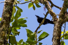 Silvery-throated Jay [Cyanolyca argentigula albior]