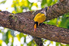 Black-naped Oriole [Oriolus chinensis maculatus]