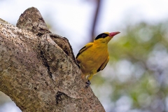 Black-naped Oriole [Oriolus chinensis maculatus]