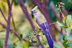 Long-tailed Silky-flycatcher [Ptiliogonys caudatus]