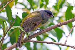 Black-and-yellow Phainoptila [Phainoptila melanoxantha melanoxantha]