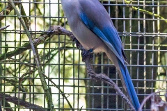 Azure-winged Magpie [Cyanopica cyanus]