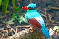 Javan Green Magpie [Cissa thalassina]