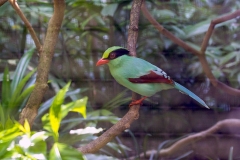 Common Green Magpie [Cissa chinensis robinsoni]