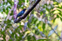Greater Racket-tailed Drongo [Dicrurus paradiseus platurus]