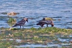 House Crow [Corvus splendens]
