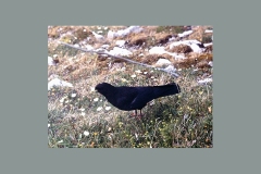 Alpine Chough [Pyrrhocorax graculus graculus]
