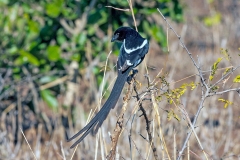Magpie Shrike [Lanius melanoleucus expressus]