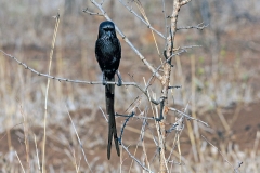Magpie Shrike [Lanius melanoleucus expressus]