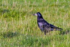 Rook [Corvus frugilegus frugilegus]