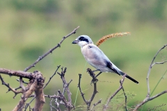 Lesser Grey Shrike [Lanius minor]