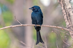 Fork-tailed Drongo [Dicrurus adsimilis fugax]