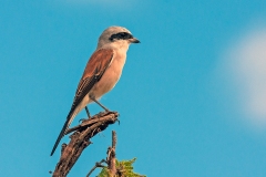 Red-backed Shrike [Lanius collurio]