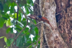Red-bellied Paradise Flycatcher [Terpsiphone rufiventer nigriceps]