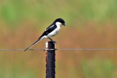 Southern Fiscal [Lanius collaris collaris]