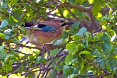 Eurasian Jay [Garrulus glandarius rufitergum]