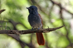 African Paradise Flycatcher [Terpsiphone viridis plumbeiceps]