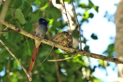 African Paradise Flycatcher [Terpsiphone viridis plumbeiceps]