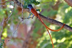 African Paradise Flycatcher [Terpsiphone viridis plumbeiceps]
