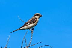 Lesser Grey Shrike [Lanius minor]