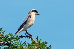Lesser Grey Shrike [Lanius minor]