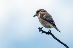Red-backed Shrike [Lanius collurio]