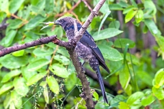 Fork-tailed Drongo [Dicrurus adsimilis fugax]