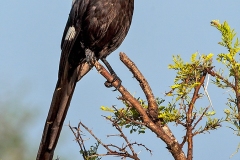 Magpie Shrike [Lanius melanoleucus expressus]