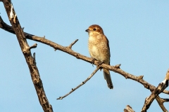 Red-backed Shrike [Lanius collurio]