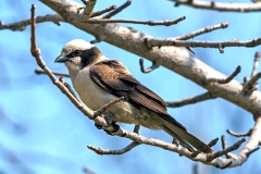 Southern White-crowned Shrike [Eurocephalus anguitimens niveus]
