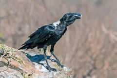 White-necked Raven [Corvus albicollis]