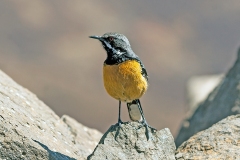 Drakensberg Rockjumper [Chaetops aurantius]
