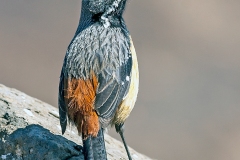 Drakensberg Rockjumper [Chaetops aurantius]