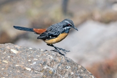Drakensberg Rockjumper [Chaetops aurantius]