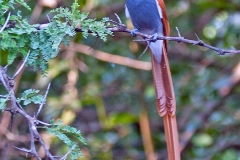 African Paradise Flycatcher [Terpsiphone viridis plumbeiceps]