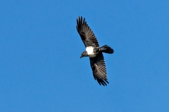Pied Crow [Corvus albus]