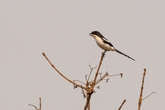 Northern Fiscal [Lanius humeralis capelli]