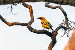 African Golden Oriole [Oriolus auratus notatus]